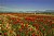  Poppy Fields Antequera