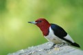Picture Title - RED-HEADED WOODPECKER