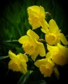 Picture Title - More Daff's