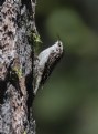 Picture Title - Brown Creeper