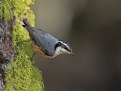 Picture Title - Red-Breasted Nuthatch.