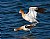 Avocets Mating