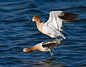 Picture Title - Avocets Mating