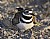 Killdeer Nesting