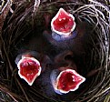 Picture Title - Baby Cardinals (Feed Me)