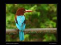 Picture Title - White-throated Kingfisher