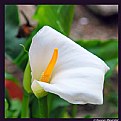 Picture Title - White Flower