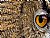 Eagle Owl Eye