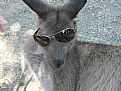 Picture Title - Cool Roo