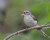 Warbling Vireo