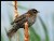 Red Winged Black Bird (female)