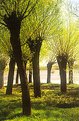 Picture Title - Spring