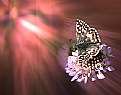 Picture Title - Jugando con las mariposas y el PS