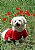 puppy in front of poppies