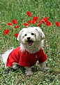 Picture Title - puppy in front of poppies