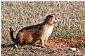 Picture Title - Prairie Dog