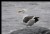 Big Sur Sea Gull