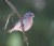 Western Bluebird- Female