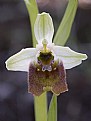 Picture Title - Ophrys levantina