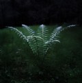 Picture Title - a fern