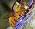 Picture Title - Male Carpenter Bee