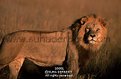 Picture Title - Lion (Panthera leo)