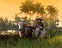 Picture Title - Ploughing The Paddy Field 3
