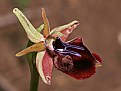 Picture Title - Ophrys mammosa