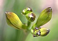 Picture Title - lily pods!