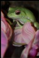 Picture Title - Giant Tree Frog