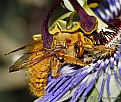 Picture Title - Male Carpenter Bee