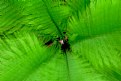 Picture Title - Fuzzy Fern