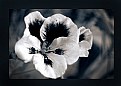 Picture Title - old flower