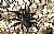 Male Trapdoor Spider