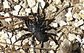 Picture Title - Male Trapdoor Spider