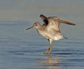 Picture Title - Lesser Yellowlegs