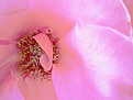 Picture Title - Cotton Candy
