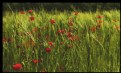 Picture Title - Poppies among Barley