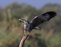 Picture Title - Black-common Hawk
