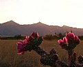 Picture Title - Cactus Flower 3