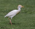 Picture Title - Cattle Egret