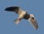 White-tailed Kite