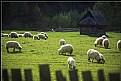 Picture Title - sheep