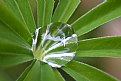 Picture Title - Relections of Morning Rain