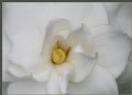 Picture Title - Gardenia