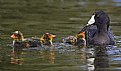 Picture Title - 3 Coot Chicks Feeding 