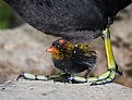Picture Title - Coot feet with Chick