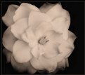 Picture Title - Gardenia III