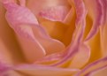 Picture Title - Soft as a Rose