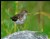 Spotted Sandpiper